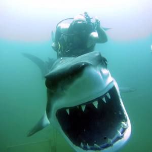 Meet your Posher, Jesse